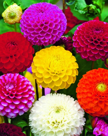 X 10 DAHLIA POMPON MIX I