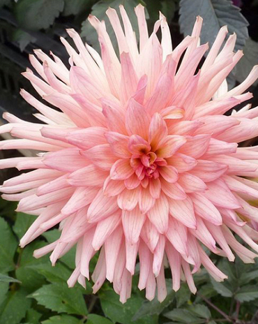 X 10 DAHLIA PREFERENCE I