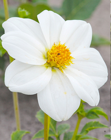 X 10 DAHLIA SNEEZY I