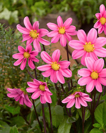 X 10 DAHLIA TOPMIX PINK I