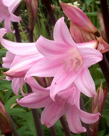 X 10 AMARYLLIS BELLADONNA 20/+