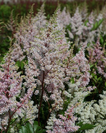 X 25 ASTILBE JAPONICA PEACH BLOSSOM 2/3