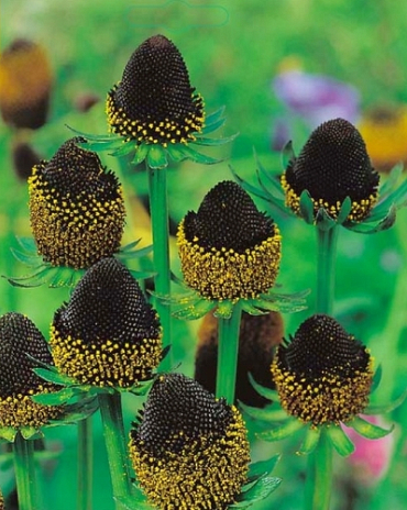 X 25 RUDBECKIA BLACK BEAUTY I