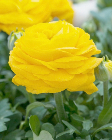 X 100 RANUNCULUS GEEL 6/7