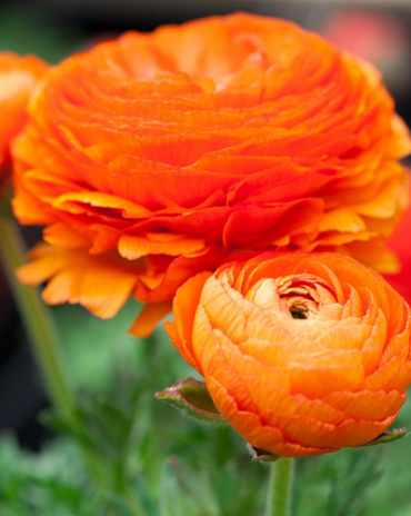 X 100 RANUNCULUS ORANJE 6/7