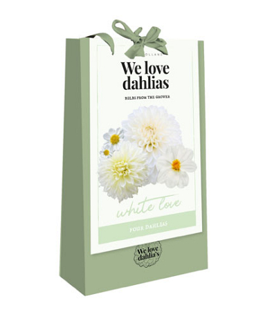 X 1 TAS 4 DAHLIAS 'WE LOVE DAHLIAS' WHITE LOVE I