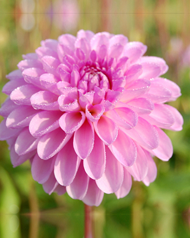 X 10 DAHLIA STOLZE VON BERLIN I