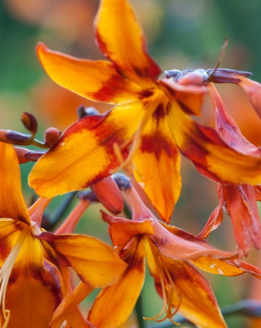 X 100 CROCOSMIA EMILY MCKENZIE 6/+