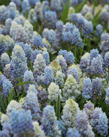 X 100 MUSCARI ARMENIACUM NATURE'S BEAUTY 7/8