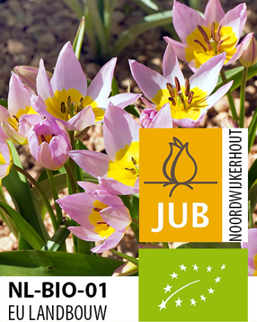 X 100 BIO TULIPA SAXATILIS 5/6