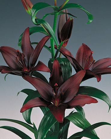 X   50 LILIUM AZIATISCH ZWART 16/18