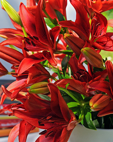 X   50 LILIUM AZIATISCH ROOD 16/18