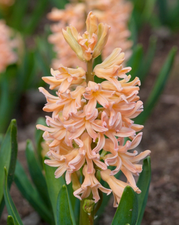 X   50 HYACINTHUS GIPSY QUEEN 17/18