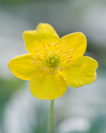 X 100 ANEMONE SPECIES RANUNCULOIDES I