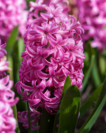 X   50 HYACINTHUS PINK PEARL 14/15