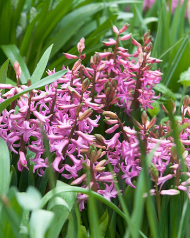 X   25 HYACINTHUS MULTIFLORA ROZE I