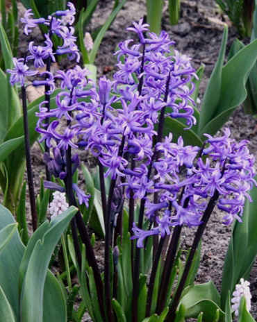 X   25 HYACINTHUS MULTIFLORA BLAUW I