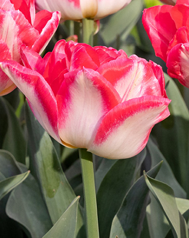 X 100 TULIPA PINK DELIGHT 11/12