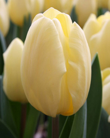 X 100 TULIPA CREME FRAICHE 11/12