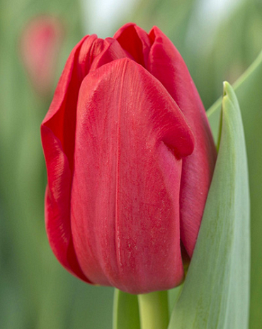 X 100 TULIPA HEARTBREAKER 11/12