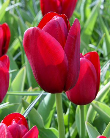 X 100 TULIPA NATIONAL VELVET 11/12