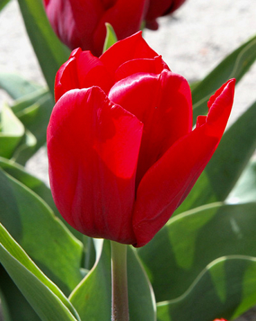 X 100 TULIPA SEADOV 11/12