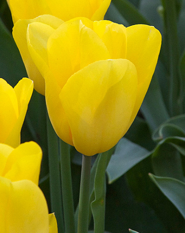 X 100 TULIPA STRONG GOLD 11/12