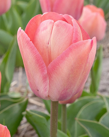 X 100 TULIPA APRICOT PRIDE 11/12