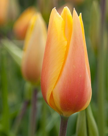 X 100 TULIPA BLUSHING LADY 14/+