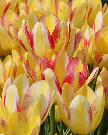 X 100 TULIPA ANTOINETTE 12/+