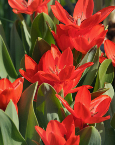 X 100 TULIPA PRAESTANS ZWANENBURG VARIETY 8/9