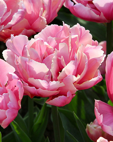 X 100 TULIPA PINK STAR 11/12