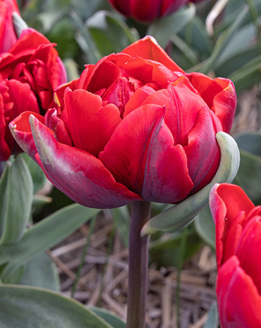 X 100 TULIPA RED PRINCESS 11/12