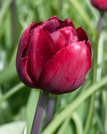 X 100 TULIPA UNCLE TOM 11/12