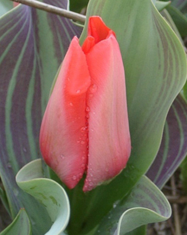 X 100 TULIPA TRAUTTMANSDORFF 11/12