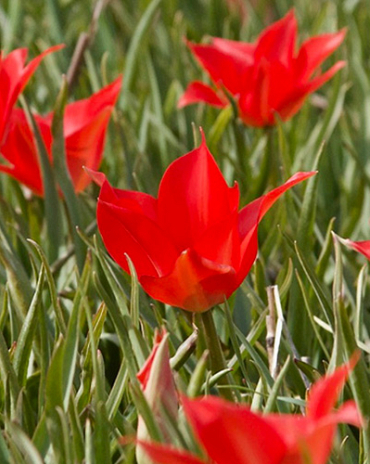 X 100 TULIPA LINIFOLIA 4/5