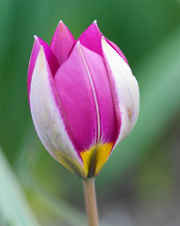 X 100 TULIPA PULCHELLA PERSIAN PEARL 6/+