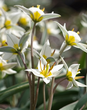 X 100 TULIPA TURKESTANICA 7/+