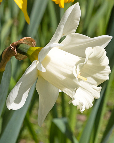 X 100 NARCISSUS MOUNT HOOD 10/12