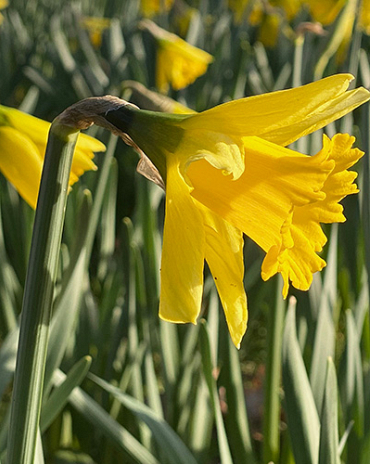 X 100 NARCISSUS RIJNVELDS EARLY SENSATION 12/14