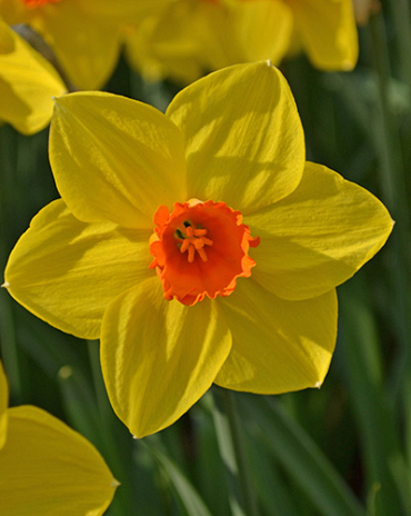 X 100 NARCISSUS BRACKENHURST 14/16