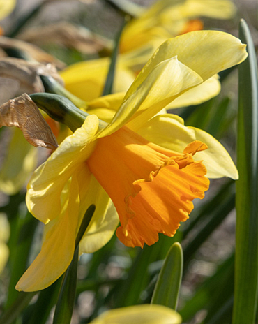 X 100 NARCISSUS FORTISSIMO 12/14