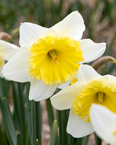 X 100 NARCISSUS ICE FOLLIES 10/12