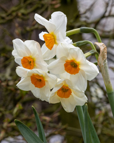 X 100 NARCISSUS GERANIUM 12/14