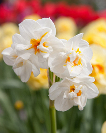 X 100 NARCISSUS SIR WINSTON CHURCHILL 10/12