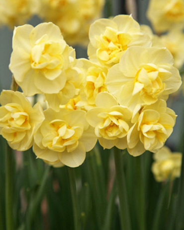 X 100 NARCISSUS YELLOW CHEERFULNESS 12/14