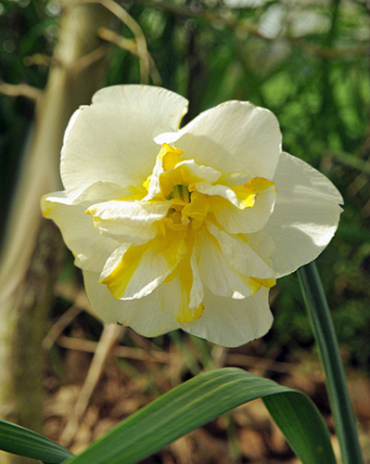 X 100 NARCISSUS LEMON BEAUTY 12/14