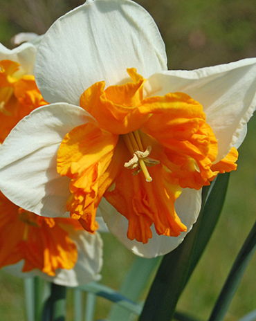 X 100 NARCISSUS ORANGERY 12/14