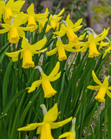 X 100 NARCISSUS FEBRUARY GOLD 14/16