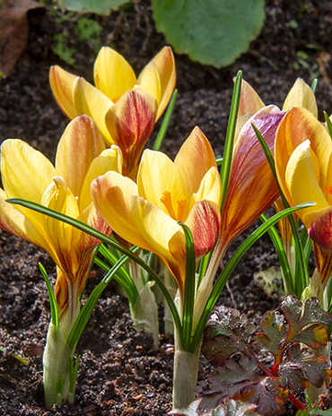 X 100 CROCUS SPECIE FUSCOTINCTUS 5/+